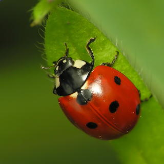 Ladybug on Green Leaf