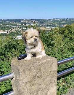 Small white and tan dog sitting on concrete pillar with green valley and hills in background