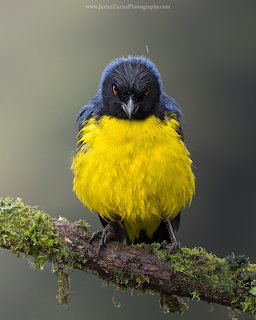 Hooded mountain tanager with blue head and bright yellow chest perched on moss-covered branch