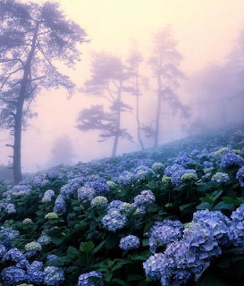 Purple hydrangeas blooming in misty forest with soft pink light filtering through trees