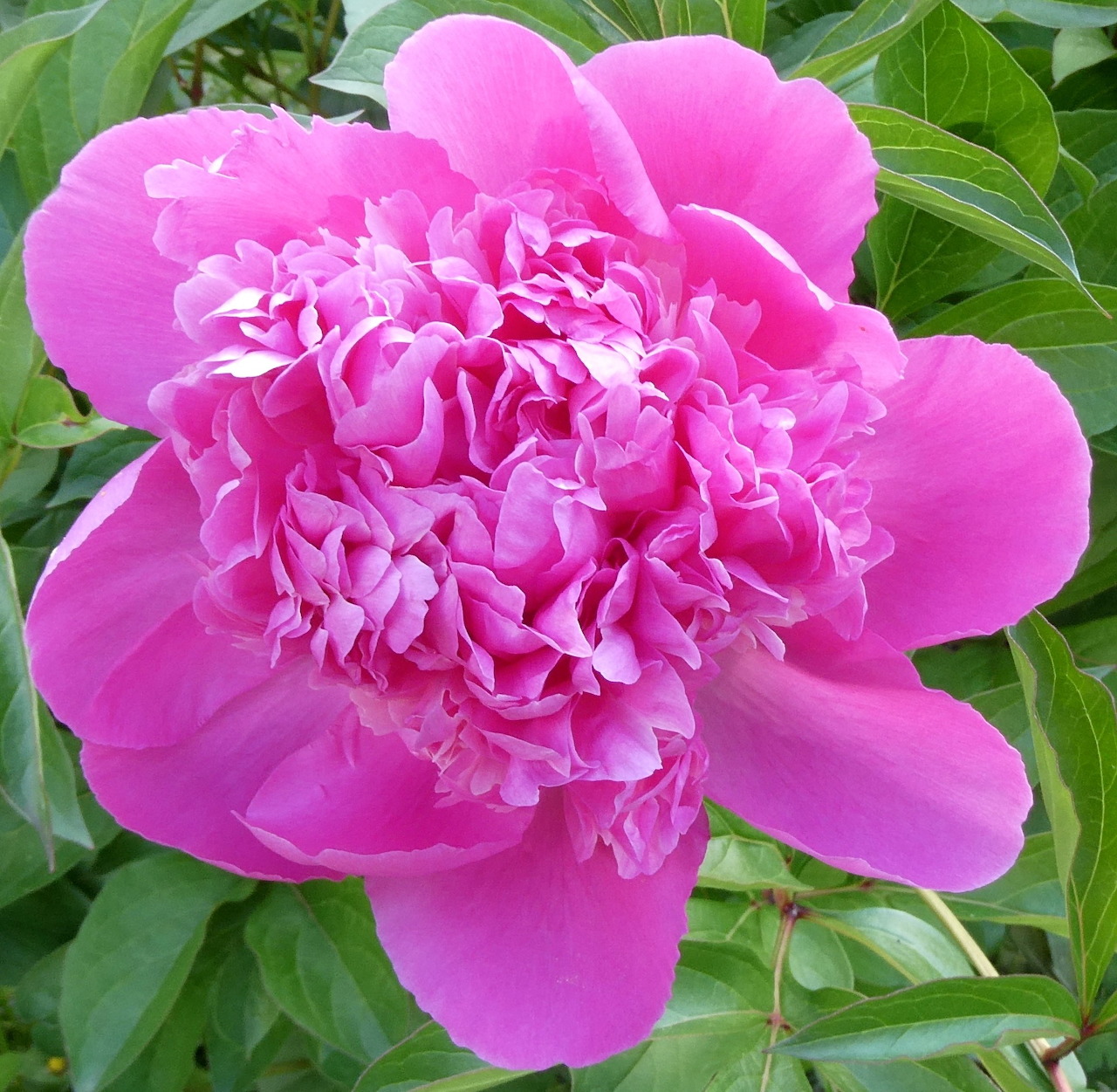 Close-up of a vivid pink peony flower with ruffled petals and green leaves