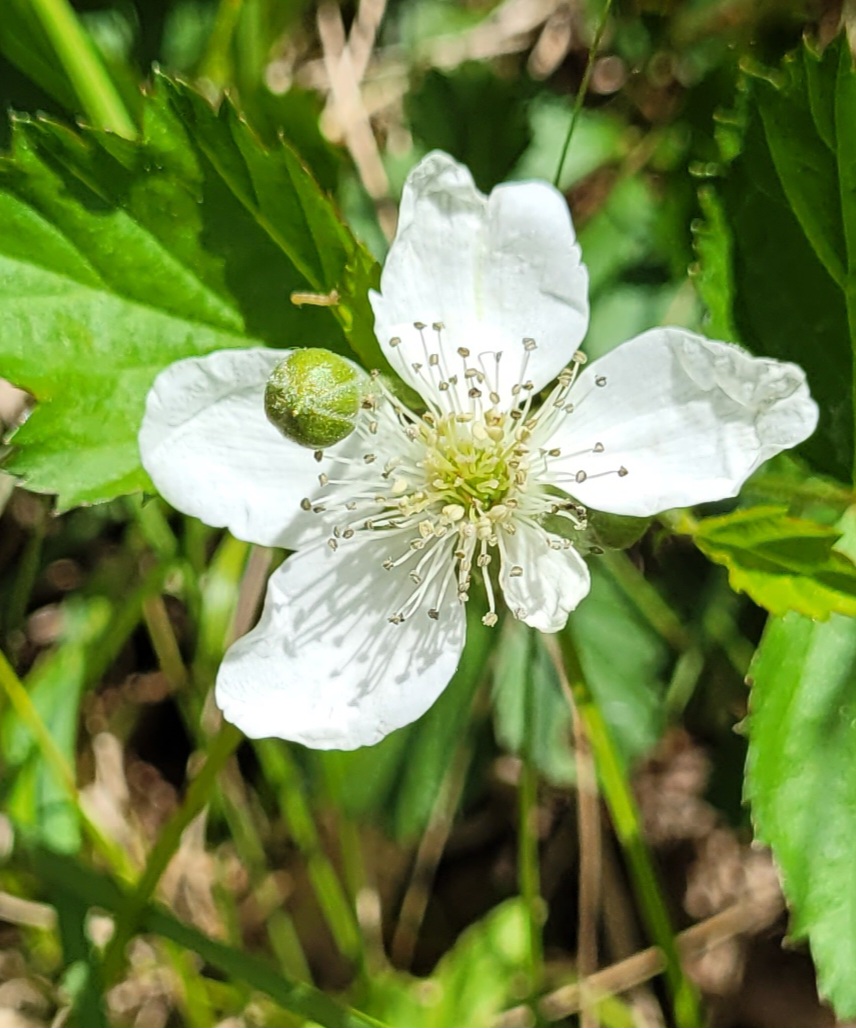 Close-up of a white strawberry blossom with a green bud among green leaves