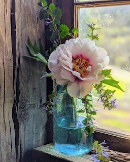 Pale pink flower in a blue glass jar on a rustic wooden windowsill by a sunlit window