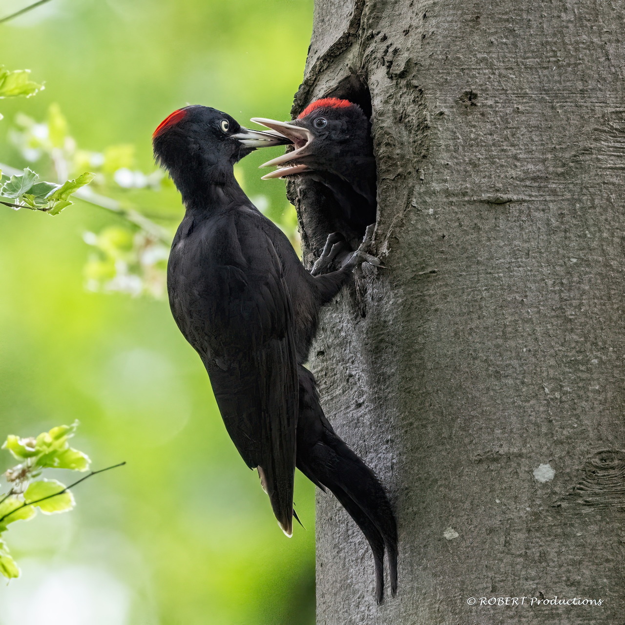 Two black woodpeckers on a tree trunk, one feeding a chick at a nest cavity
