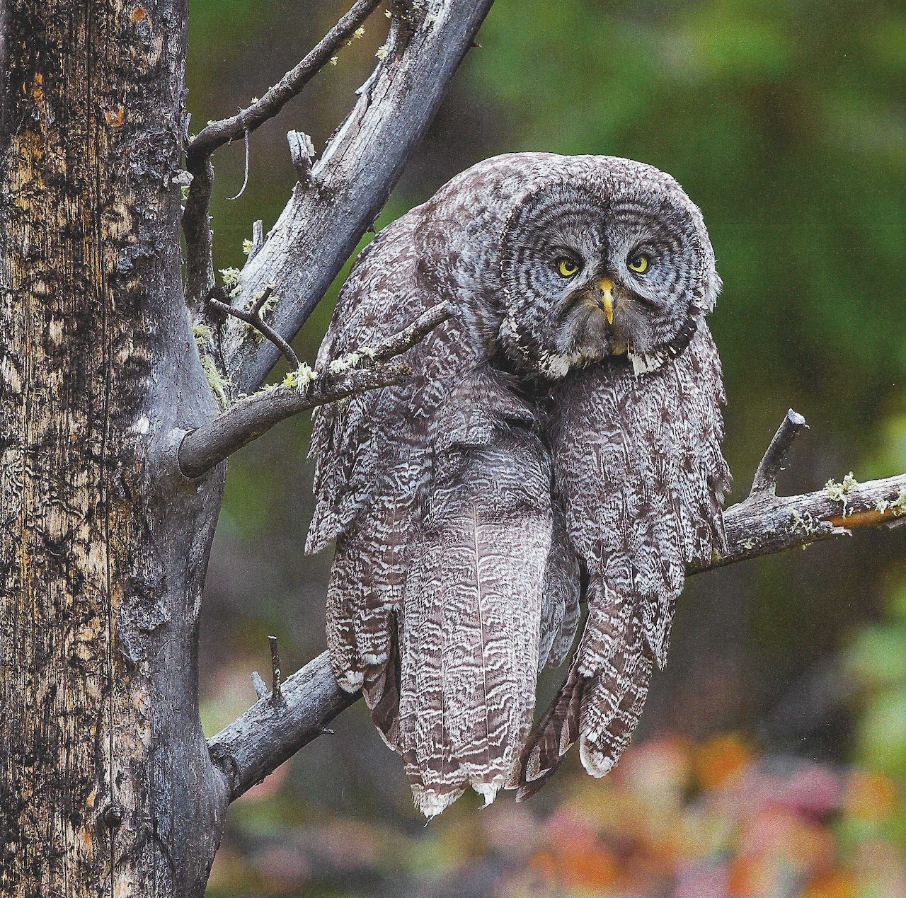 Gray owl perched on a tree branch in a woodland setting