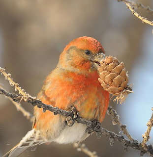 Red-orange bird perched on a branch holding a pine cone