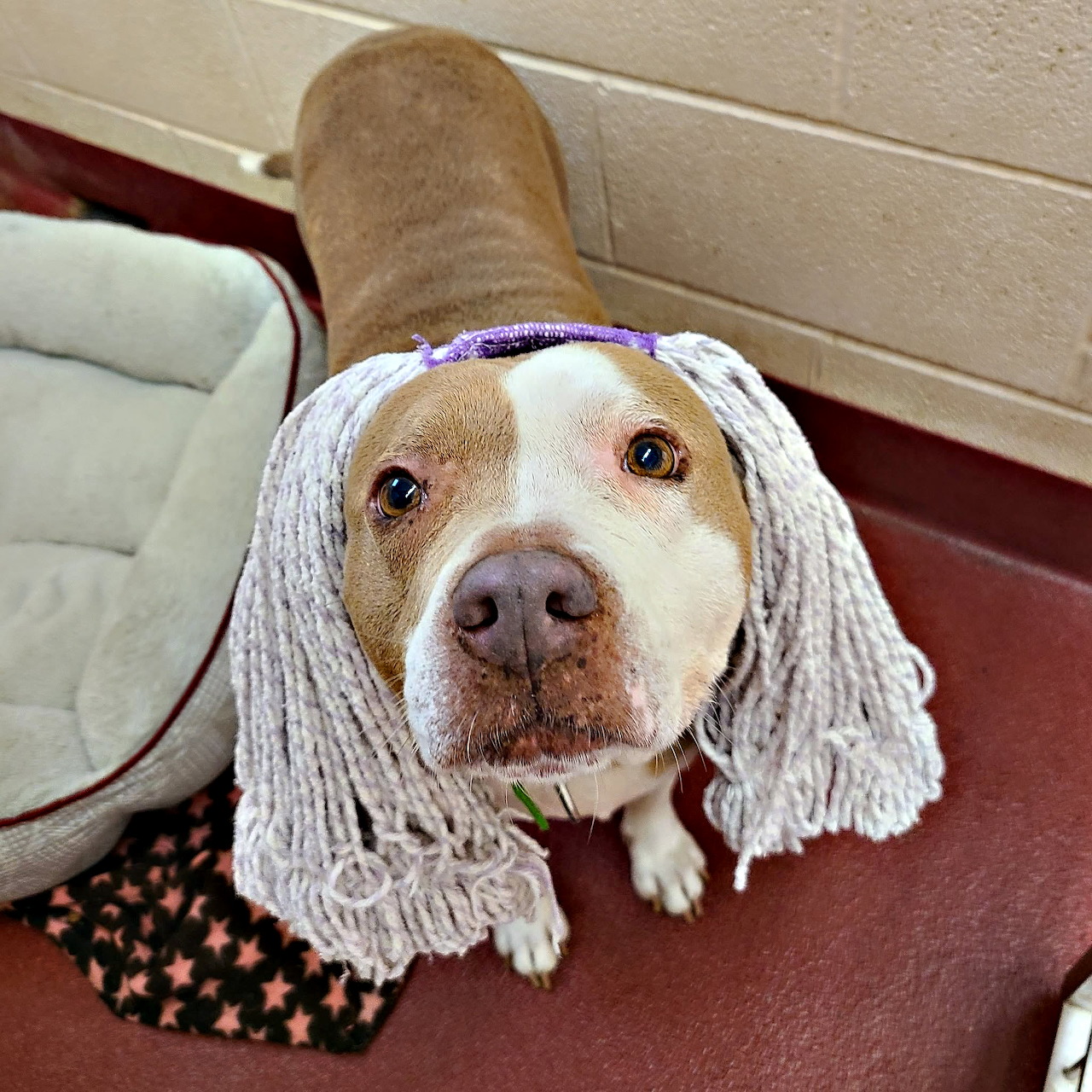 Tan and white dog wearing a mop like a wig indoors