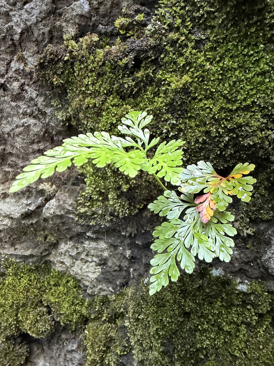 Small ferns with green and reddish fronds growing on a mosy gray rock surface