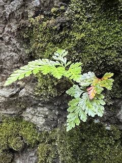 Ferns on Mosy Rock