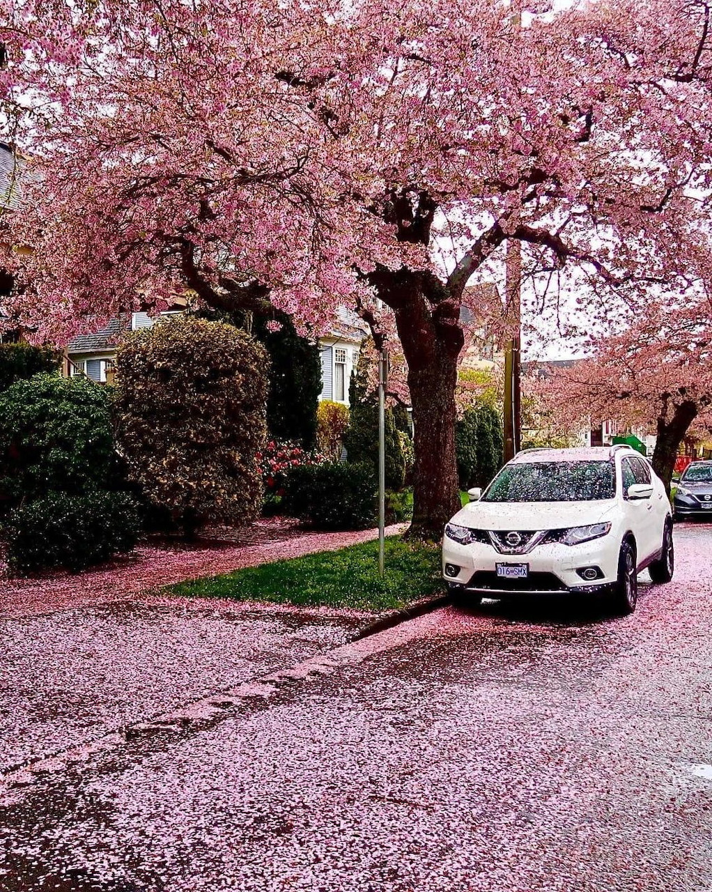 Pink and white spring blossoms blooming on tree branches