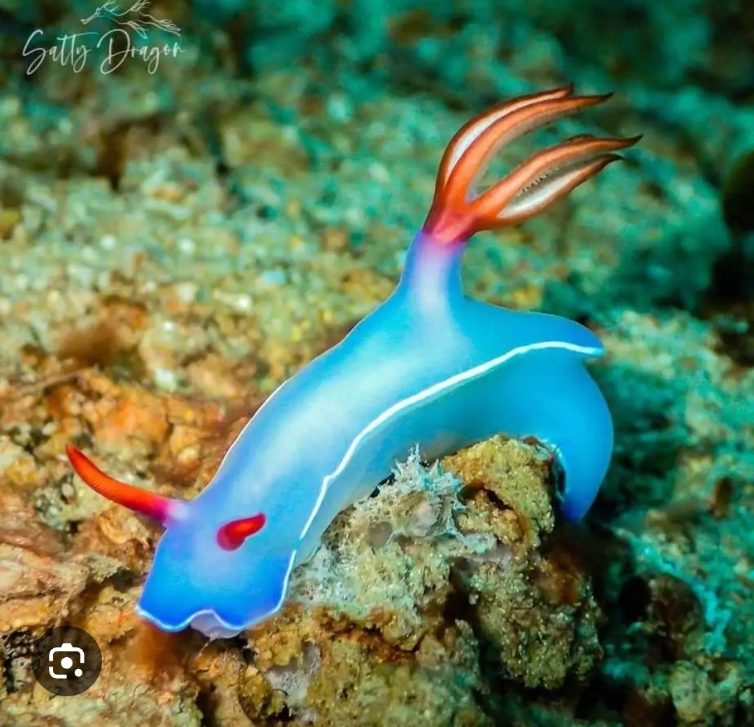 Nudibranch Sea Slug