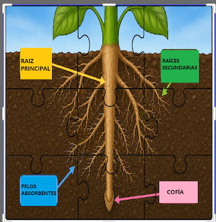Illustration of a plant root system labeled with main root, secondary roots, root hairs, and root cap