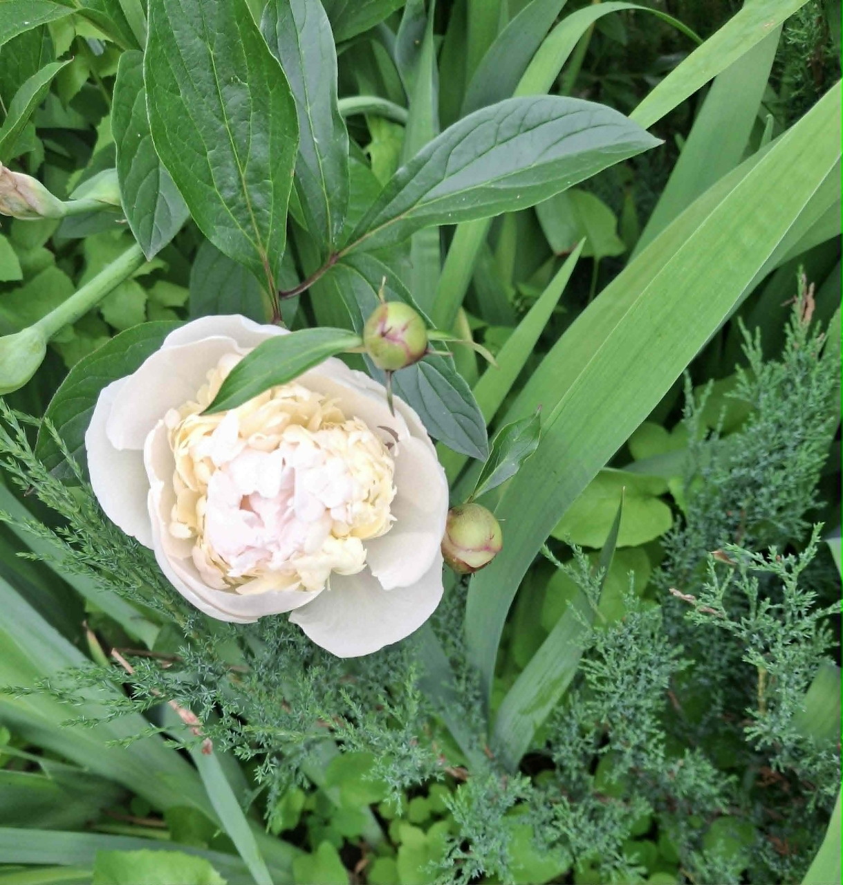 Close-up of a white peony flower among green leaves in a garden