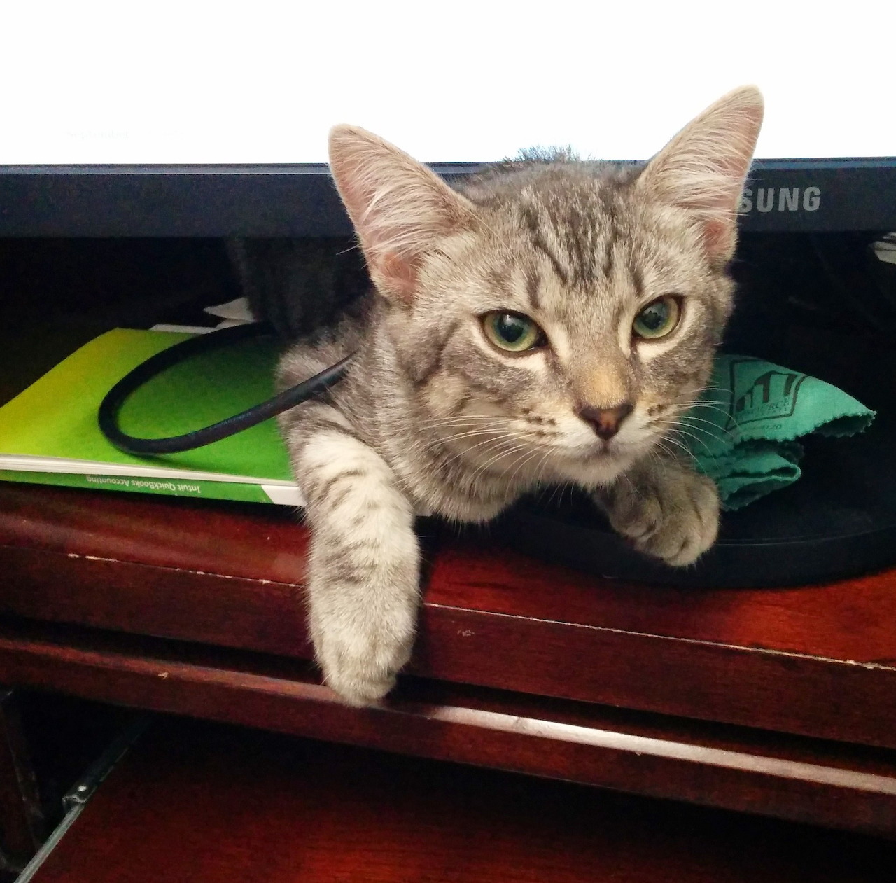 Gray tabby kitten hiding under a computer monitor on a wooden desk