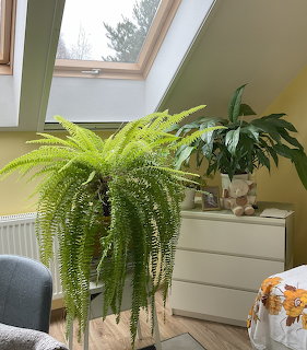 Large Boston fern with long green fronds in an attic room with skylight and white dresser