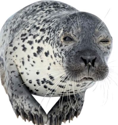 Close-up of a spotted seal's face showing whiskers and speckled fur pattern