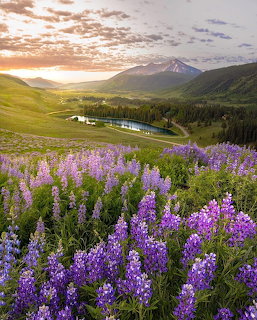 Lavender Meadow Mountain Sunset