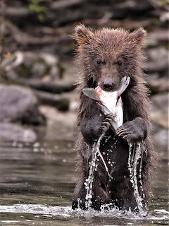 Baby bear cub standing in shallow water while holding a salmon