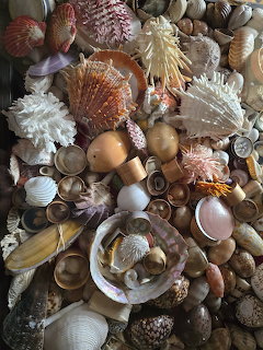 Seashell Collection
