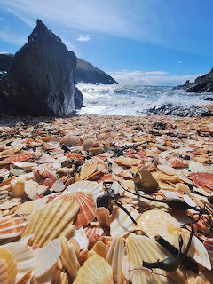 Rocky beach covered with seashells beside ocean waves and large dark rocks under a blue sky