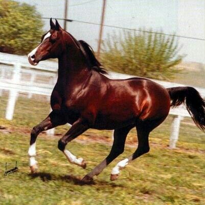 Bay horse running in a grassy paddock near a white fence