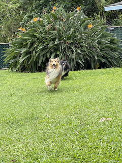 Shetland Sheepdog running playfully across green grass lawn in sunny backyard