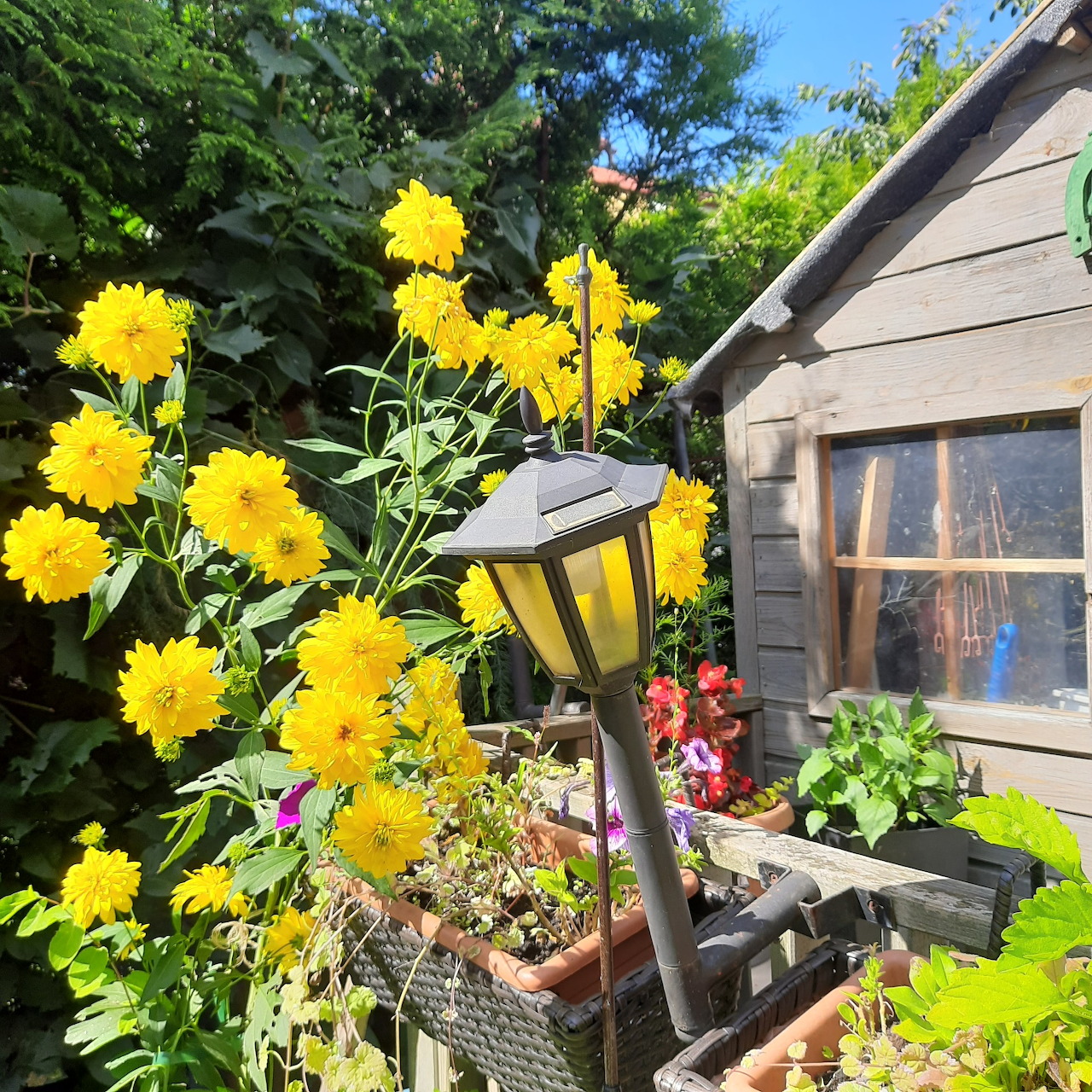 Yellow Sunflowers Garden Shed
