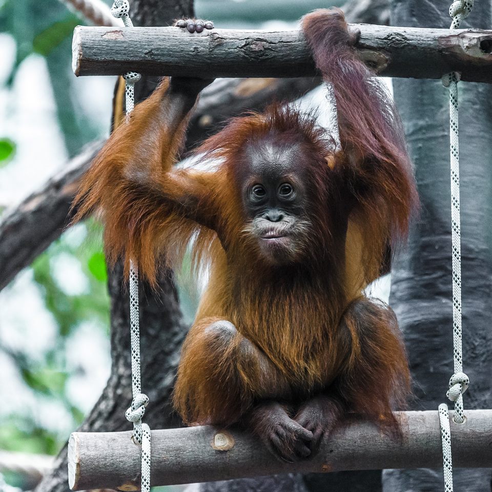 Orangutan with long reddish fur clinging to wooden frame, looking at camera