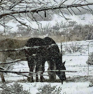 Two dark horses in a snowy field during snowfall with bare branches overhead