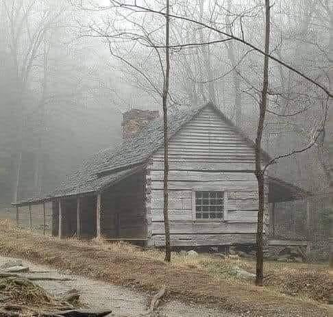Foggy Log Cabin Woods