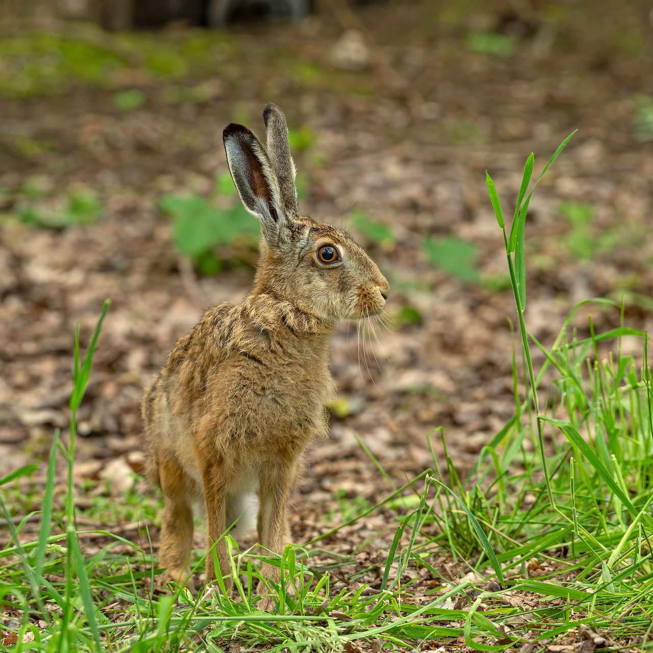 Wild Hare in Forest