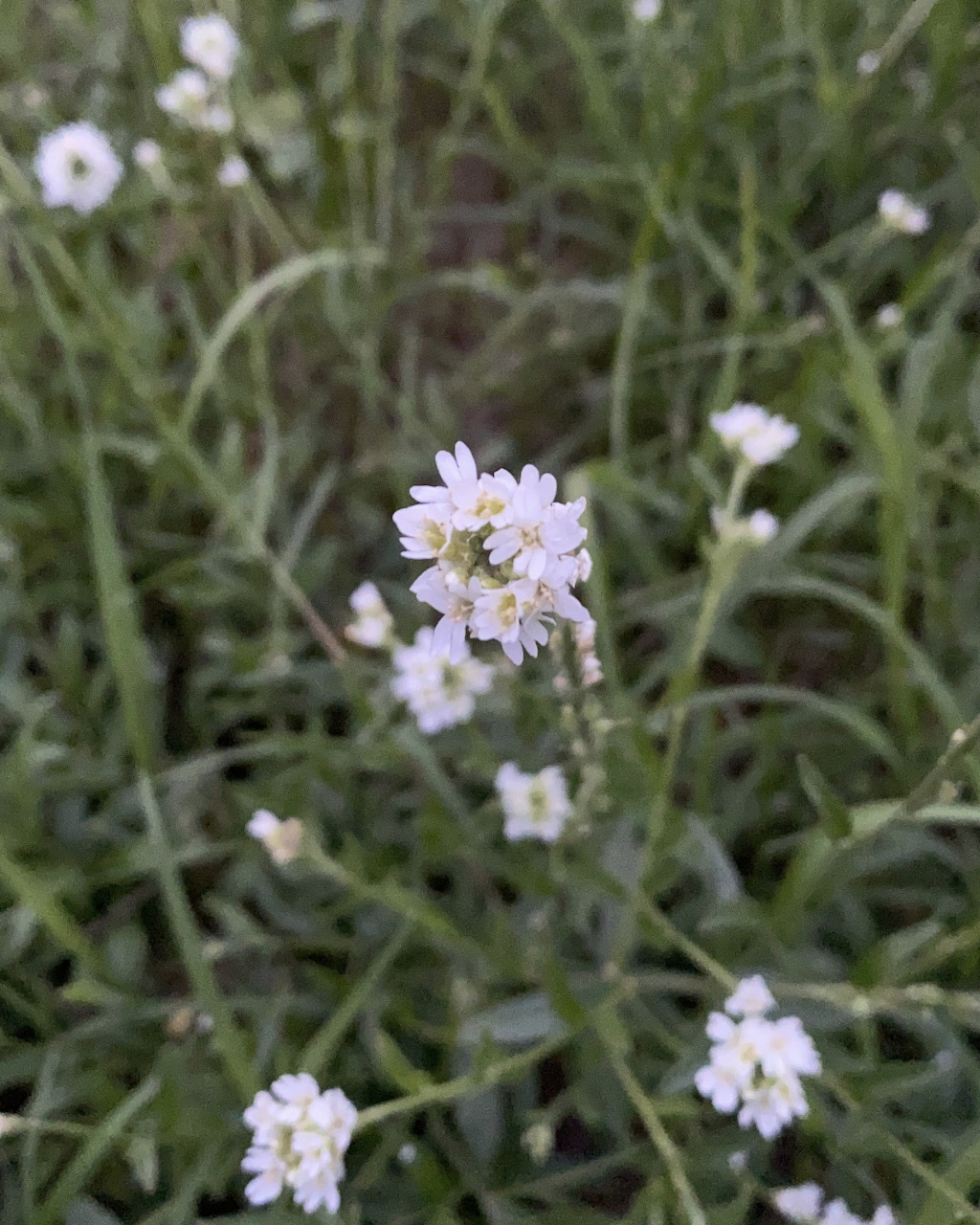 Close-up of small white wildflowers among green grass