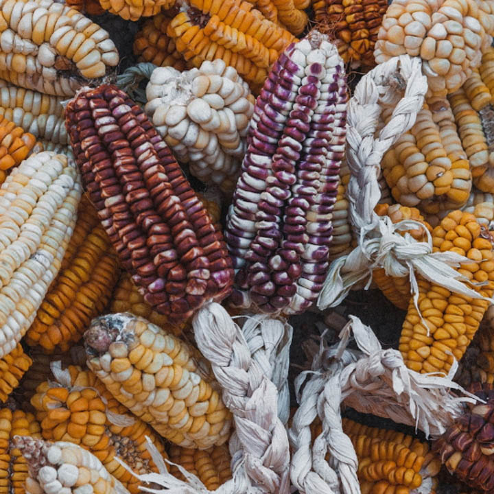 Close-up of colorful dried corn cobs with yellow, white, orange, and purple kernels