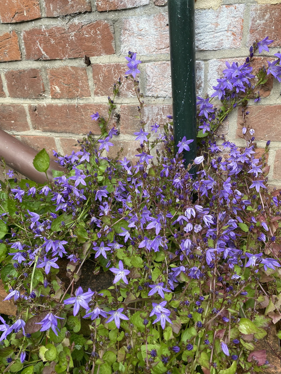 Trailing purple bellflowers cascading against a red brick wall with a green metal post