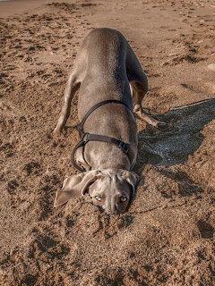 Dog with head and paws sticking out of sand on beach