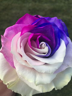 Purple White Rose