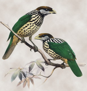 Illustration of two white-eared catbirds perched on a branch with green wings and spotted chests