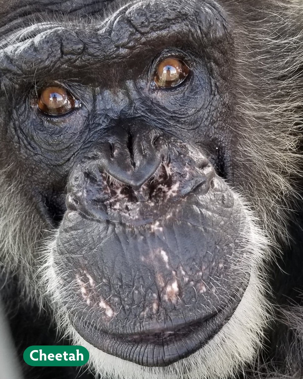 Chimpanzee Close-Up Portrait
