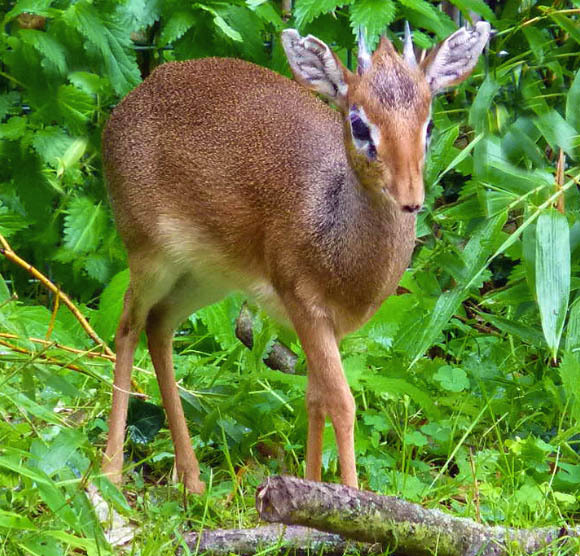 Small dik-dik antelope with slender legs standing on a fallen log amid dense green vegetation
