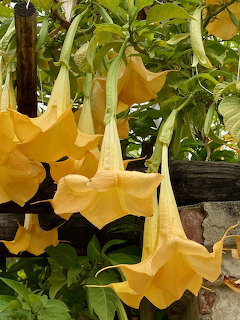 Yellow angel's trumpet flowers hanging downward from a leafy green plant in a garden