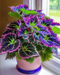 Colorful coleus plant with purple-green leaves in pink pot by window