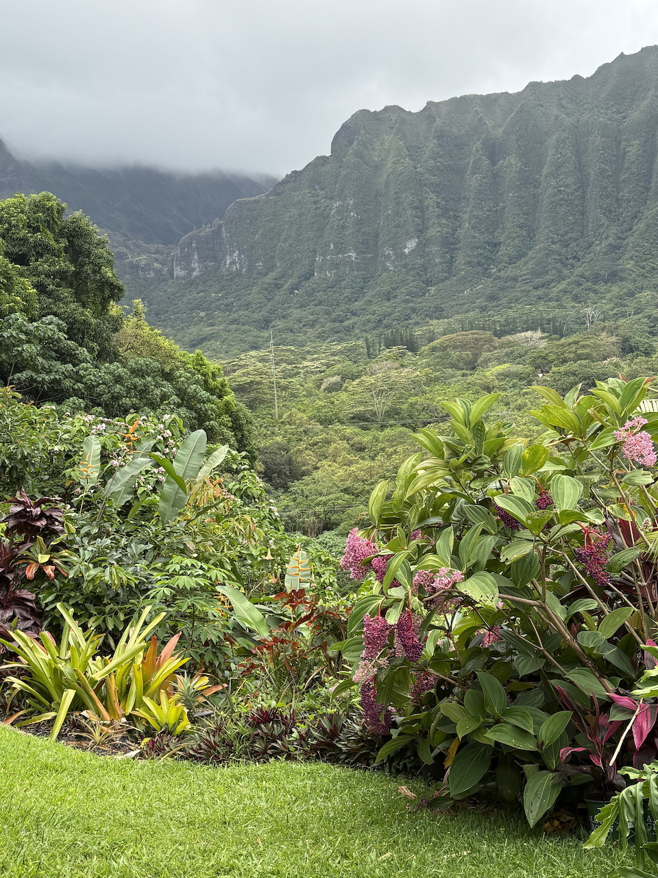 Tropical garden in the foreground with the green Koolau Range and misty clouds behind