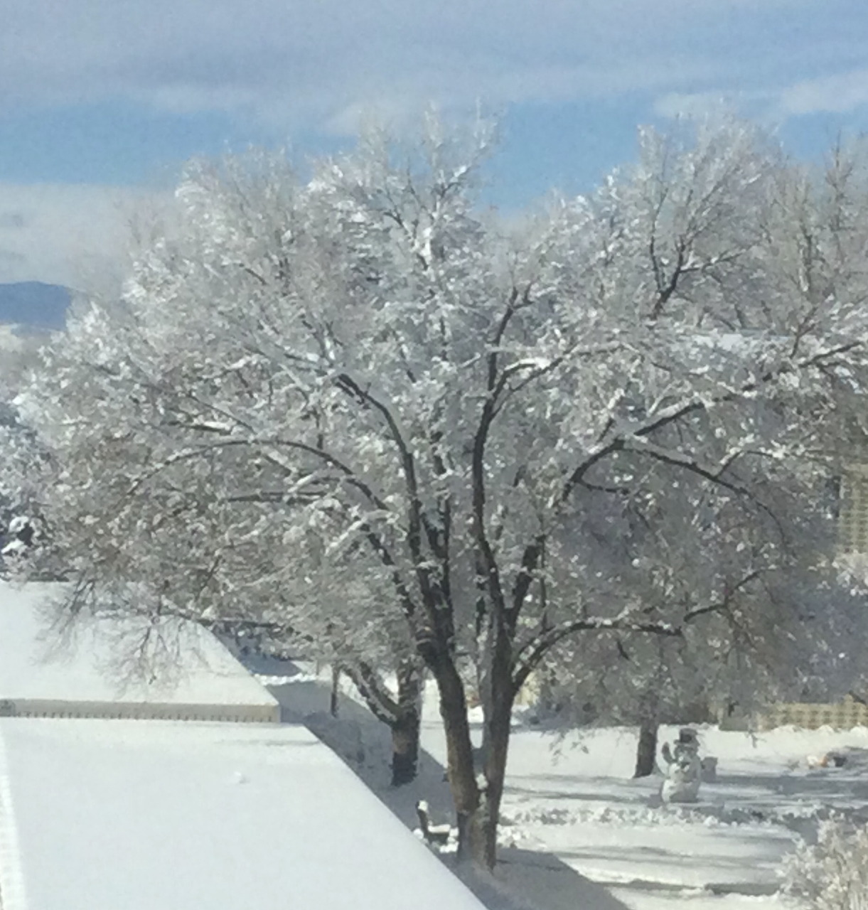 Snowy Trees