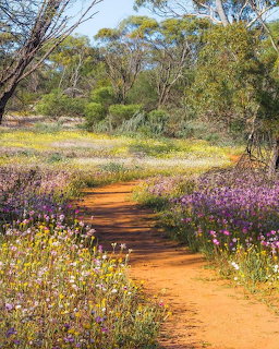 Spring Wildflowers Western Australia