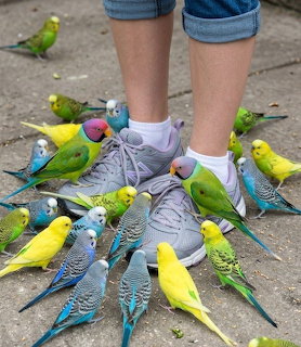 Multiple colorful parakeets perched on and around a person's gray sneakers on pavement