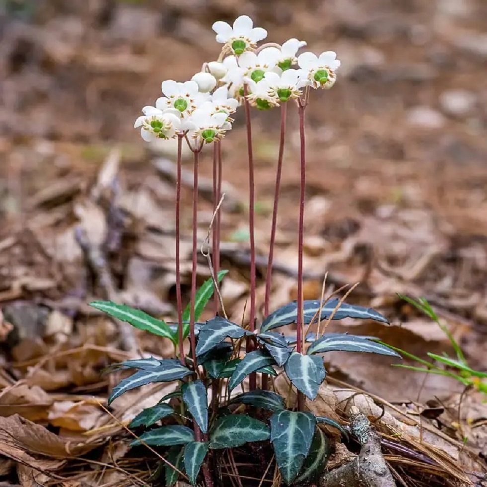 Spotted Wintergreen Flowers