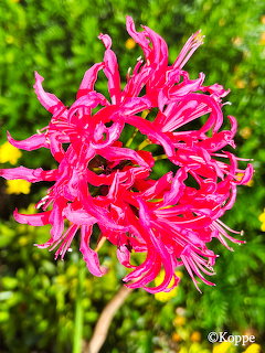 Close-up of a bright pink diamond lily flower with curling spidery petals on a green background
