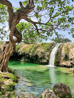 Two waterfalls flowing into a clear green pool framed by a twisted tree and lush greenery