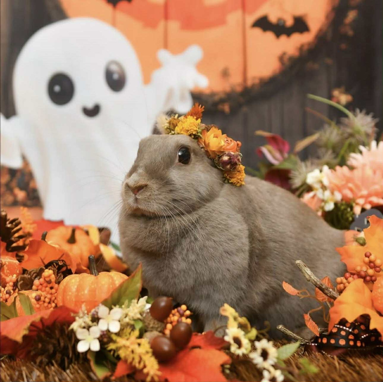 Gray bunny with flower crown surrounded by fall decorations and Halloween ghost backdrop