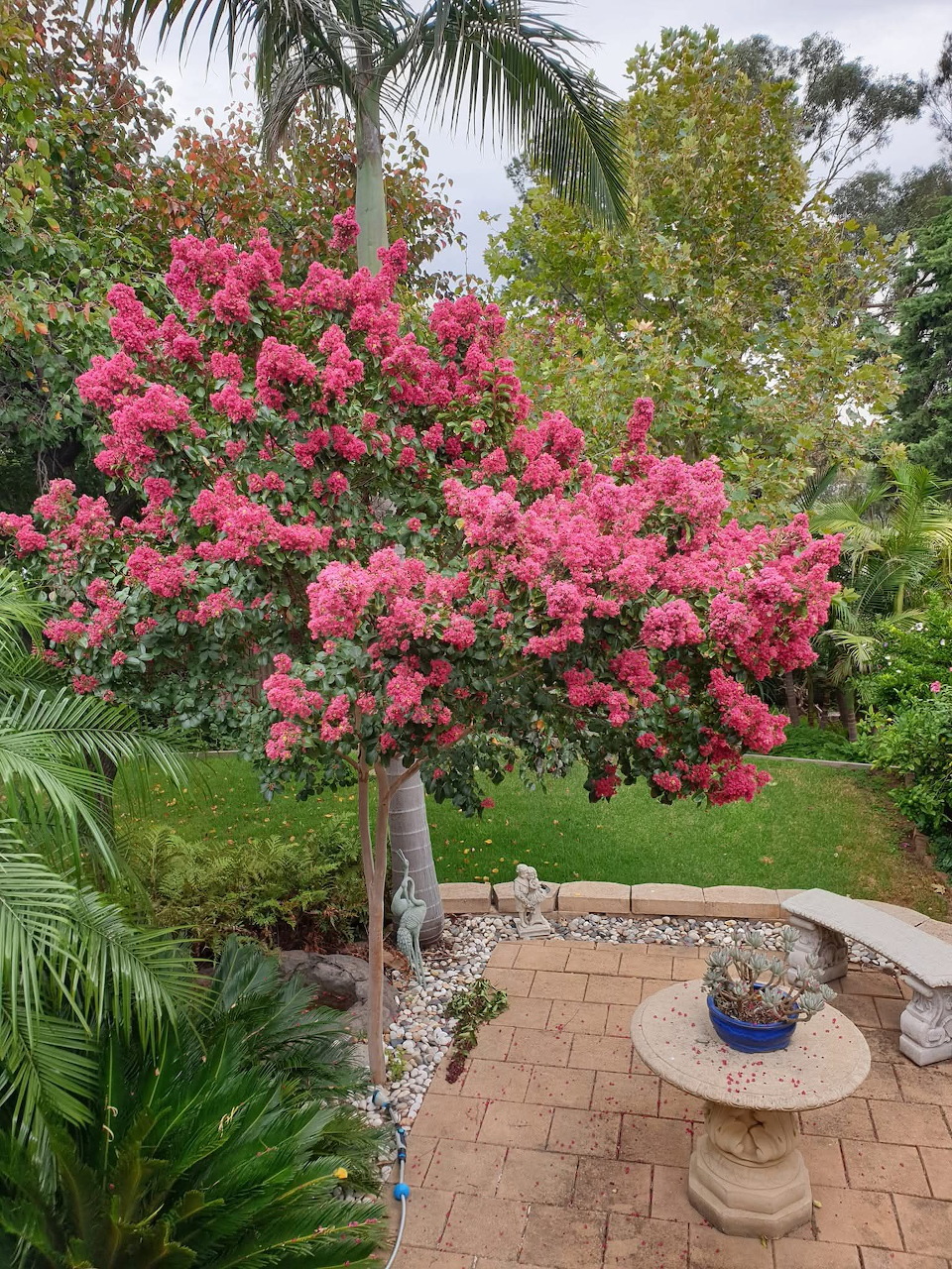 Pink flowering crepe myrtle tree in garden with brick patio and decorative planter
